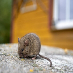 Як у березні захистити будинок від щурів і мишей