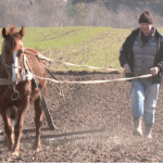 Життя за 65 км від Луцька: як господарюють селяни у Старому Загореві на Волині