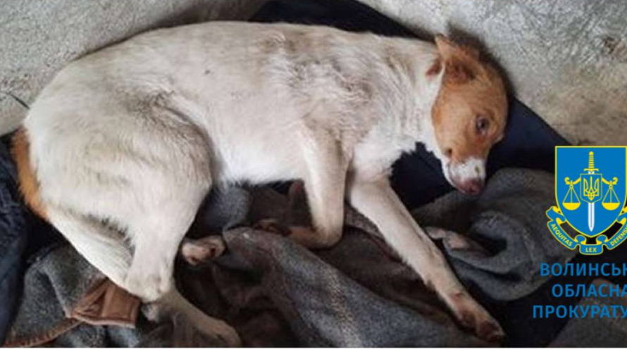 Вкинула двох собак у колодязь: на Волині судили літню жінку за жорстоке поводження з тваринами 