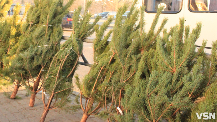 Куди подіти новорічну ялинку в Луцьку після свят?