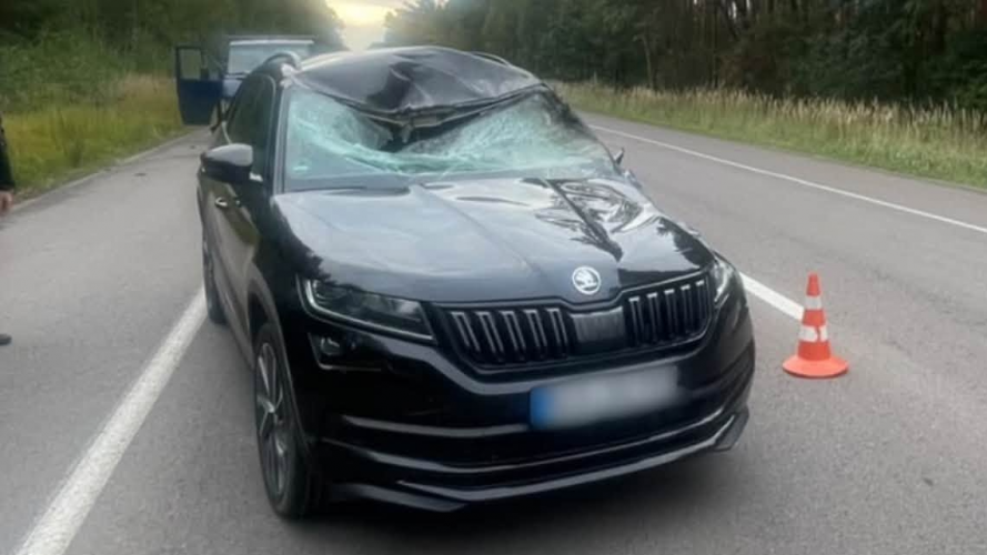 На ковельській трасі сталися дві ДТП через диких тварин: загинув лось