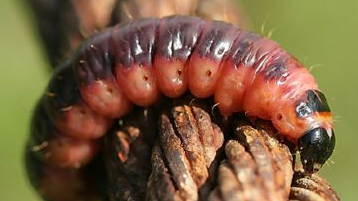 На Волині помітили велику червону гусінь: чи є загроза?