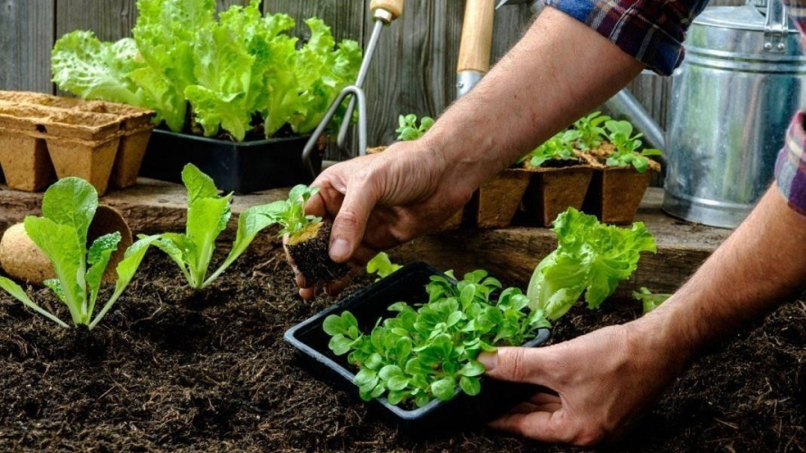 Місячний посівний календар на березень 2026 року: що саме і в які дні сіяти