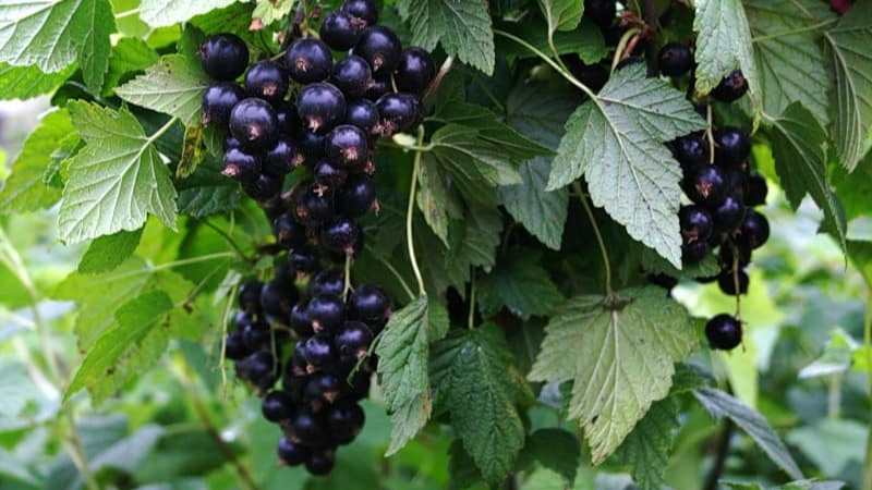 вирощування смородини, підживлення смородини