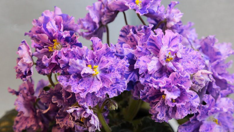 Фіалки вперто не хочуть квітнути: одне підживлення — і вазон «вибухне» цвітом