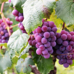 Як зараз підживити виноград, щоб отримати величезні грона