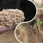 Тирса замість дорогих добрив: як зробити потужний стимулятор для рослин