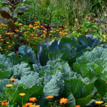 Що посадити до Великодня для гарного врожаю: не проґавте ці дні