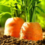 Коли і як сіяти моркву навесні 2025: найкращі дати для великого врожаю