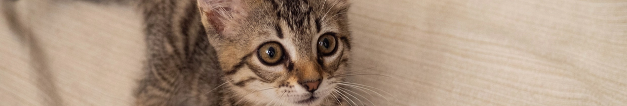 Як довго коти можуть знаходитися самі вдома: фахівці назвали оптимальний час