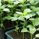 посадка перцю і помідорів