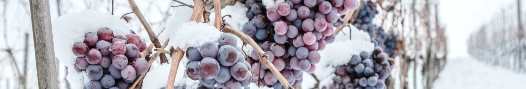 Попереду сильні морози: як укрити виноград просто зараз, щоб зберегти майбутній врожай