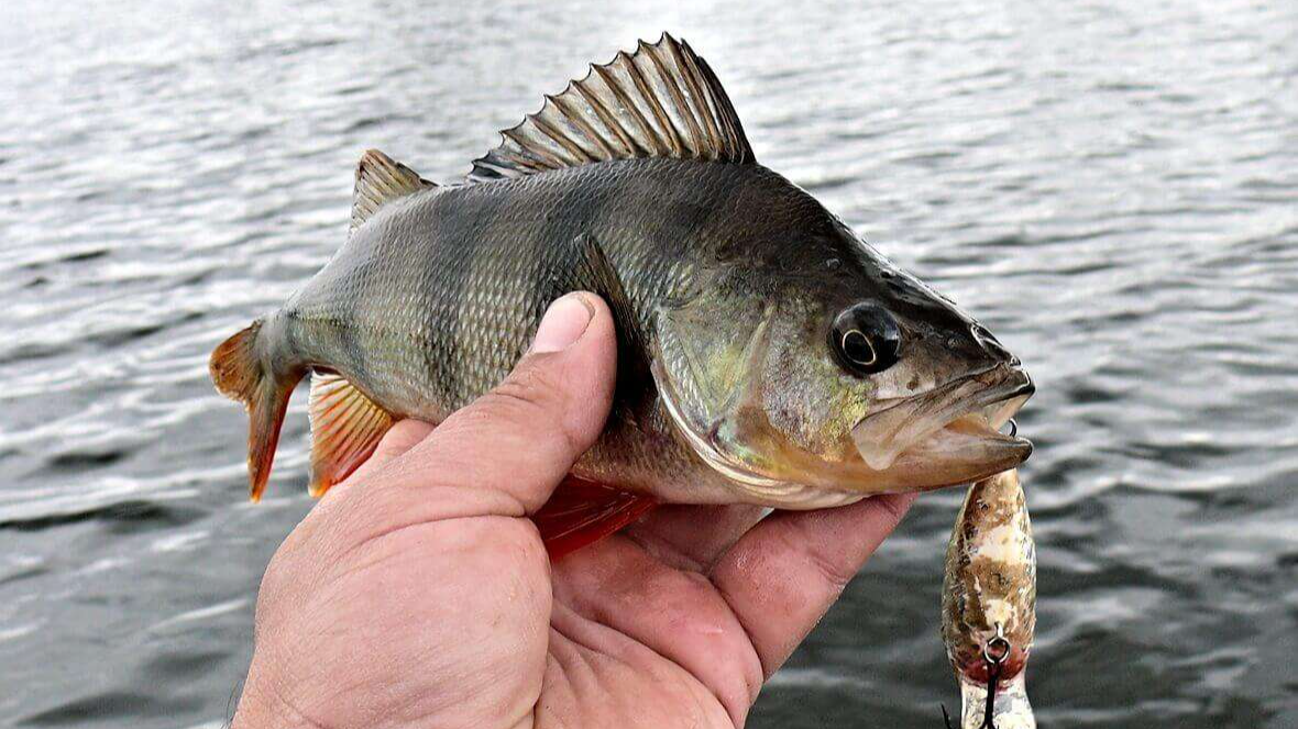 Яку рибу ловити у листопаді 2025 та які дні подарують шалений улов