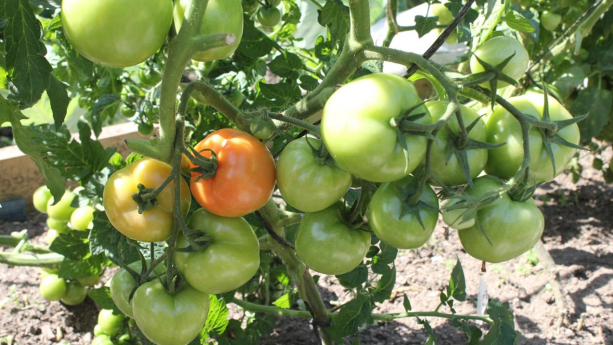 Як виростити смачні помідори