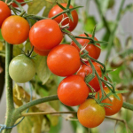Чим підживити помідори, щоб швидше росли