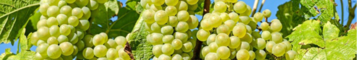 Чим підживити виноград навесні: отримаєте гігантський урожай