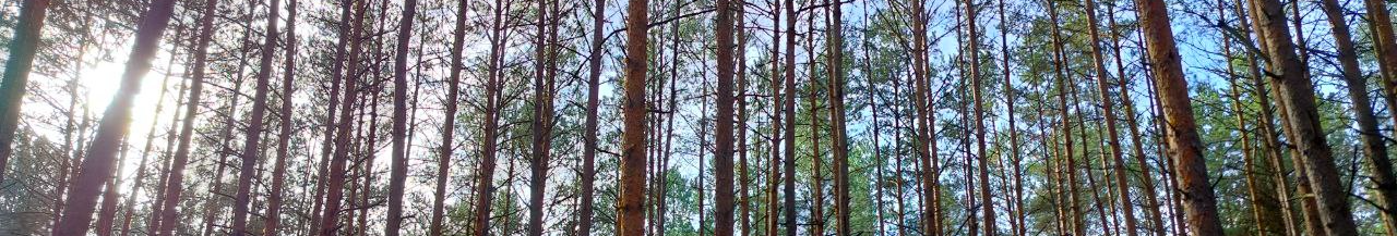 У пошуках зеленого золота: як на Волині збирають зелениці