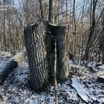 Незаконна вирубка на 5 мільйонів - майстру лісу на Волині оголосили підозру