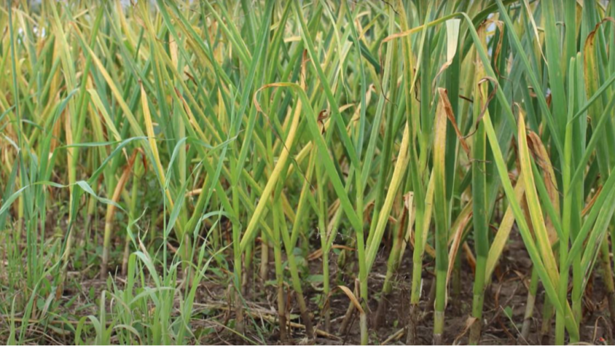 Жовтіє часник після морозів: як швидко врятувати рослину