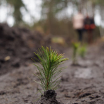 На Волині та Рівненщині за весну посадили понад 3 тисячі гектарів лісу