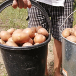 Сорти картоплі, які не рекомендують садити в Україні: не дають врожай