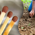 Встигніть зробити це у березні: навіщо встромляти сірники у ґрунт