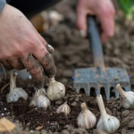 Озимі цибулю і часник треба садити лише після цих культур: урожай буде величезним