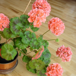 Чому герань вперто не цвіте: як це виправити одним копійчаним підживленням