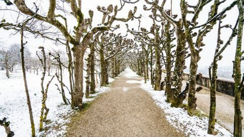 Почалися морози: про що важливо подбати в саду та городі просто зараз
