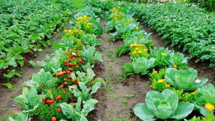 Овочі, які вигідніше вирощувати, ніж купувати: сім найприбутковіших культур для городу