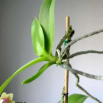 Як правильно поділити орхідею та отримати дві здорові рослини