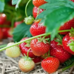 вирощування полуниці, найкращі сорти полуниці