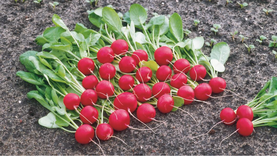 Секрет швидкого врожаю редиски: що зробити після посіву