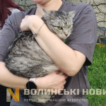 Атака на Луцьк: надзвичайники дістали кота з зруйнованої квартири
