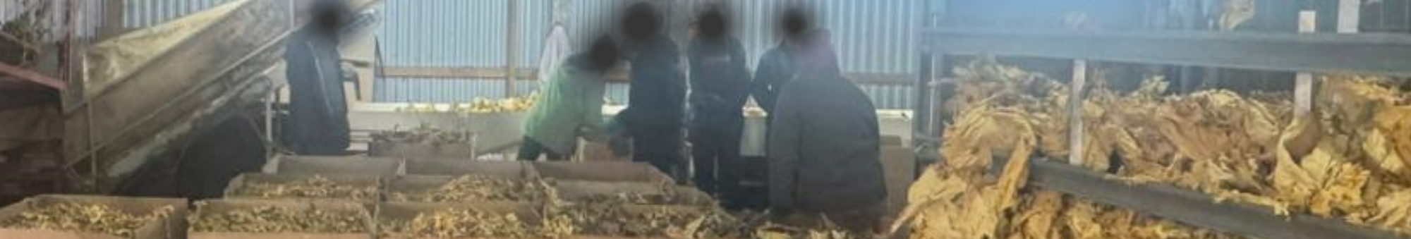 Кому належить «імперія»: на Волині розслідують справу незаконного виробництва тютюну