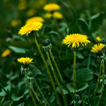 Як перетворити кульбаби на супердобриво для рослин