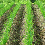 Вирощування цибулі