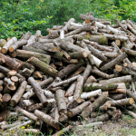 Які дрова можна брати в лісі без дозволу: штрафи та правила