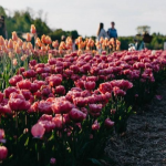 Коли стартує фестиваль тюльпанів у «Волинській Голландії»: назвали орієнтовні дати