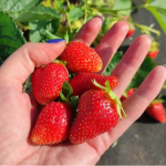 10 кілограмів з одного квадратного метра: який сорт полуниці обрати для дуже малих ділянок