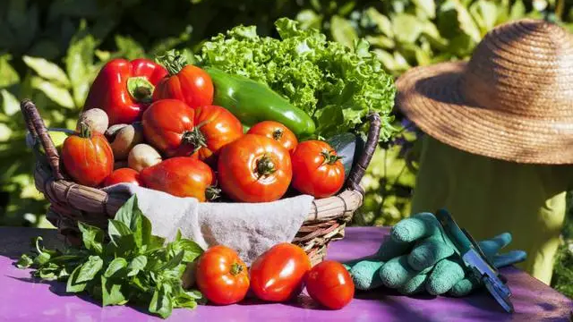 Чому біля помідорів категорично не можна садити картоплю і перець