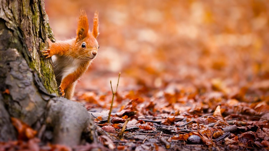 Погода в Україні 27 листопада