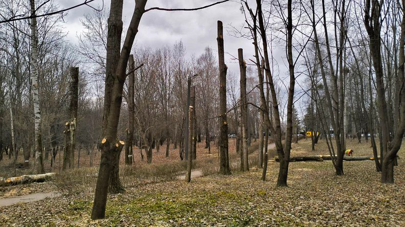 Чому в Луцьку масово зрізають дерева: пояснення комунальників