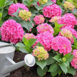 Натуральні підживки для гортензії — що працює найкраще?