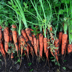 посів моркви