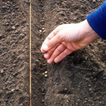 Що посадити на городі до Благовіщення: культури, які не бояться ранньої весни