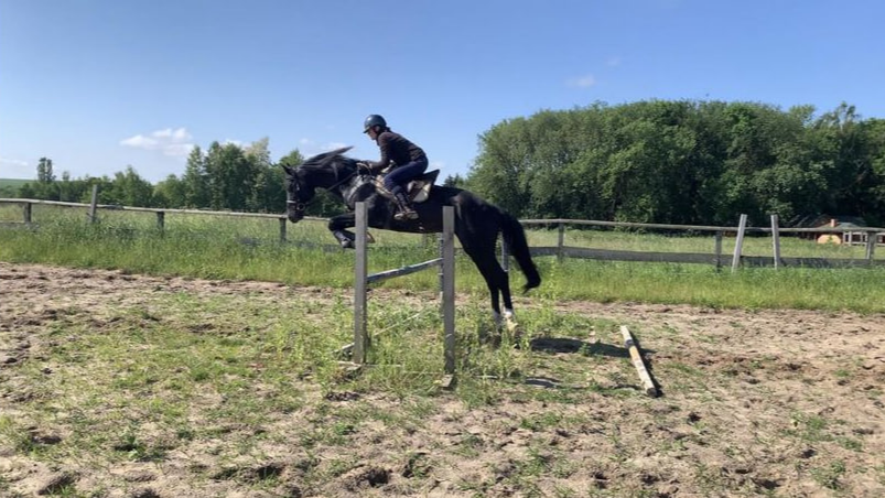 На Волині продають елітного жеребця за понад 200 тисяч гривень