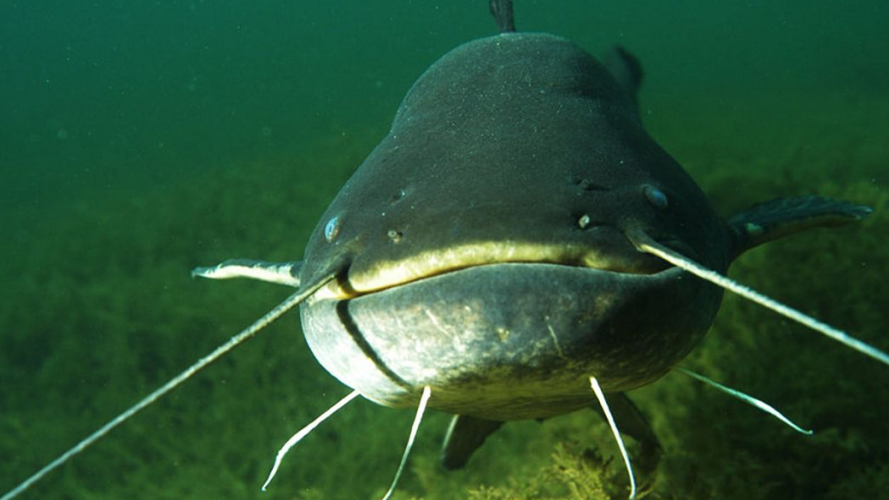 рибалка піймав сома на 21 кілограм