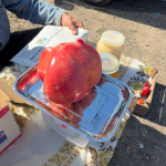 рекорд, помідор