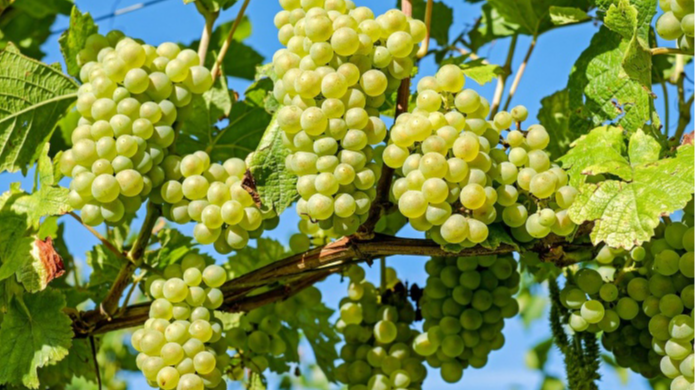 Чим підживити виноград навесні: отримаєте гігантський урожай